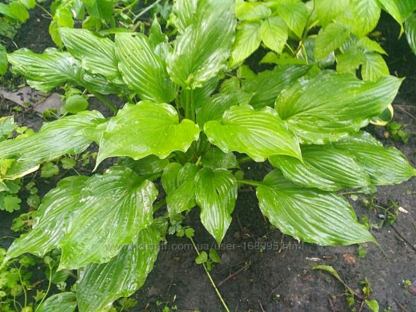 #4: Без названия 30 грн