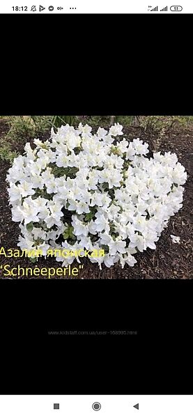 Азалия японская садовая белая махровые цветки Schneeperle вечнозелёные