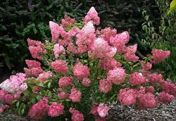 #1: sandae fraise
