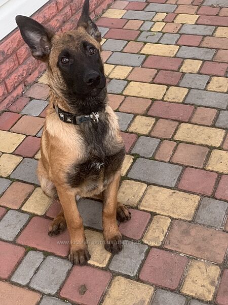 Продам щенят Бельгійської вівчарки Малінуа 