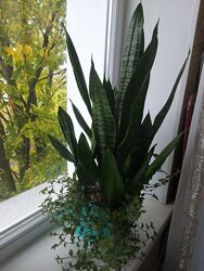 Великий вазон Сансеверії