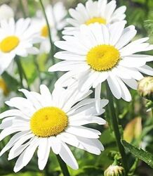 Кущі Ромашки