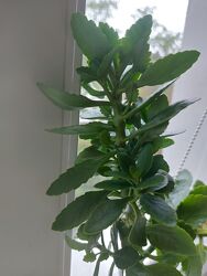 Каланхоє оранжеві