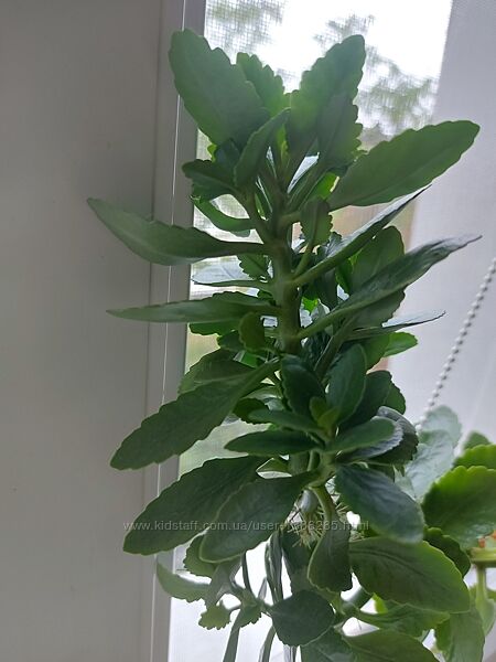 Каланхоє оранжеві