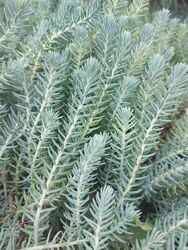 Вічнозелена грунтопокривна рослина йолочки