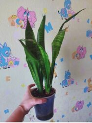 Сансеверія