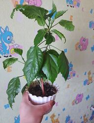 Китайська роза червона