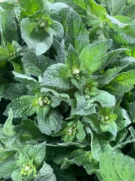 Сушена мята