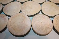 Срез дерева ясень, спил