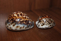 Океаническая ракушка