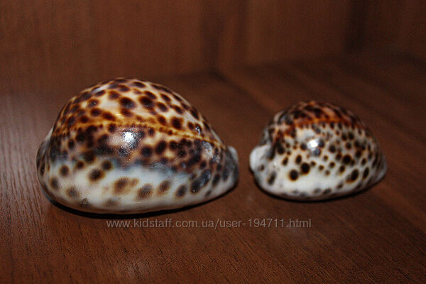 Океаническая ракушка