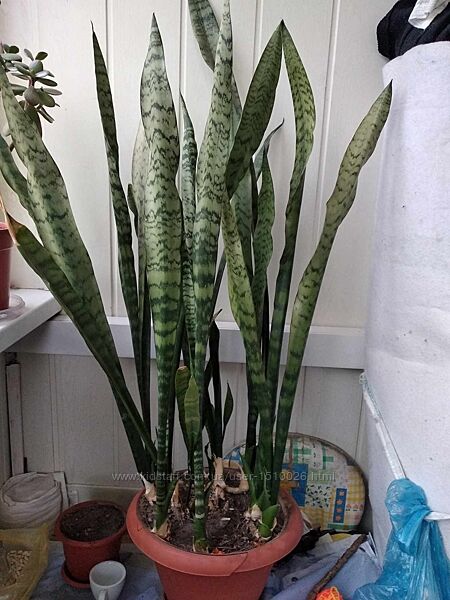 Продам вазон Сансевиерия