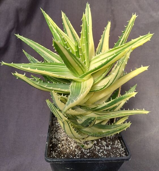 продам алое різні. Є рідкісні. оновлено 27.07.2025