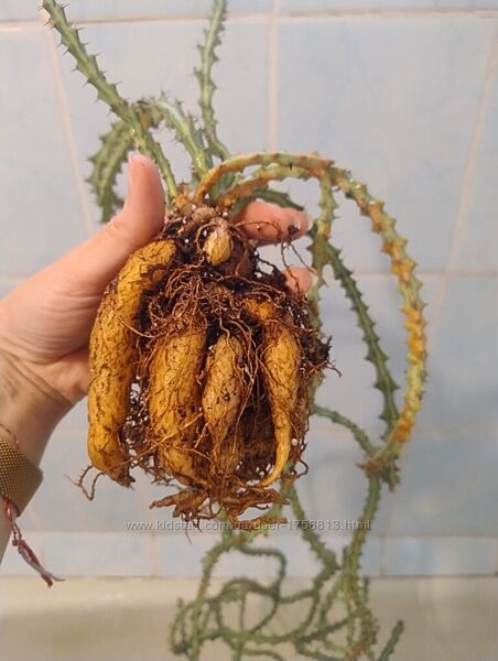 продам різноманітні молочаї, син. Euphorbia. Є рідкісні. оновлено 27.07.202