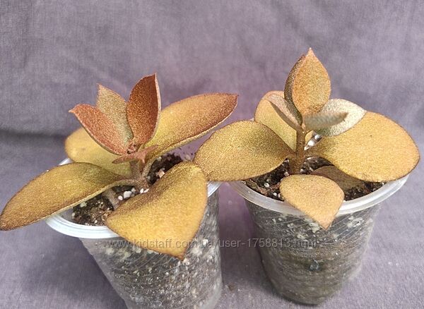 продам Каланхоє різні. Є цікавинки. оновлено 27.07.2025