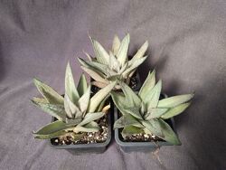 #3: Wonder  по 100