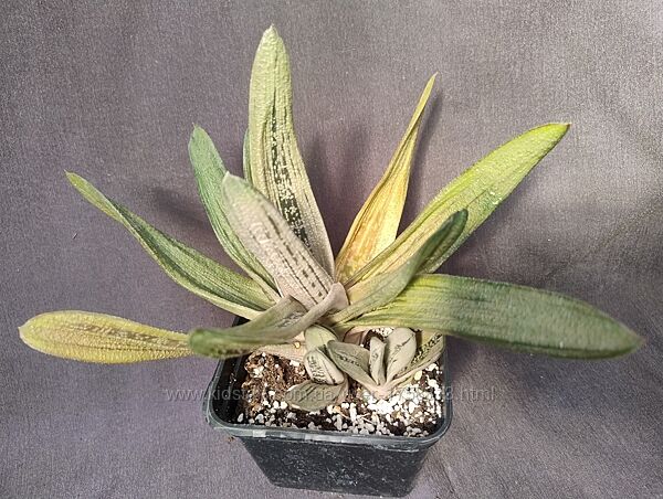 продам гастерії. Є рідкісні. оновлено 27.07.2025