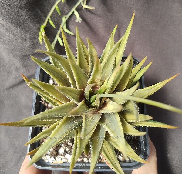 Продам різноманітні хавортії haworthia.