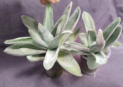 продамрізноманітні толстянки Crassula. Оновлено 28.07.2025