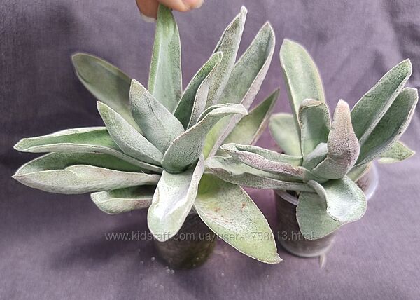 продамрізноманітні толстянки Crassula. Оновлено 28.07.2025