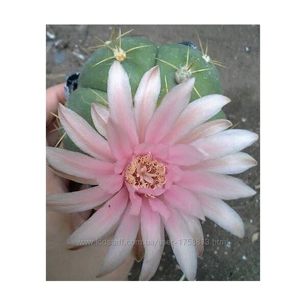 Продам кактуси