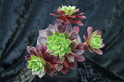Продам зрізи еоніумів aeonium.