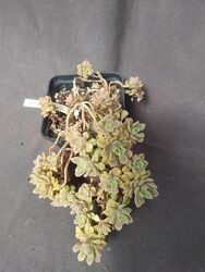 #5: cv. Sarae