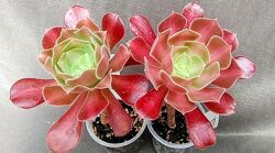 продам вкорінені AEONIUM Еоніум