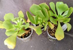 #4: Glutinosum