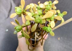 #5: SEDIFOLIUM
