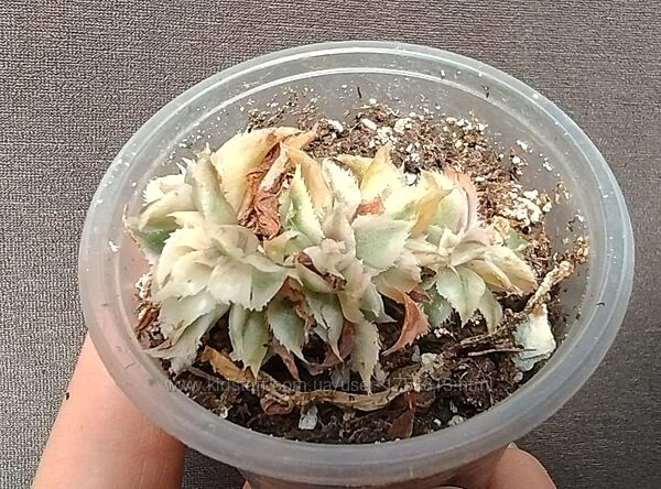 #10: sunburst cristata