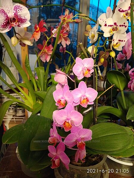 Детки орхидей