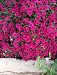 #8: Хризонтема мульти