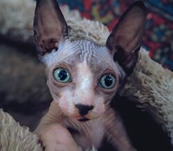 Смышленый котенок ищет семью