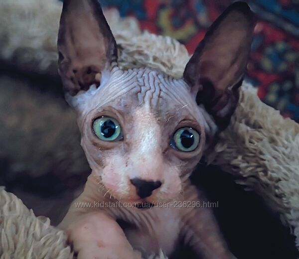 Смышленый котенок ищет семью