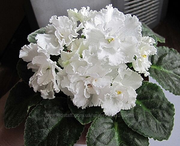 Сортовая фиалка СМ Букет невесты 