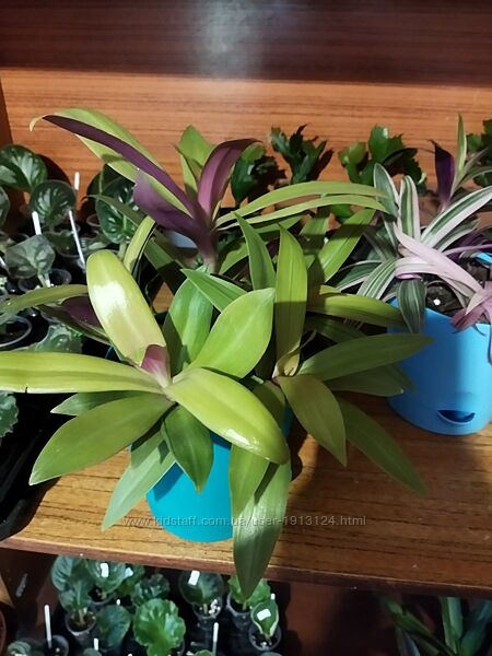 Традесканция Рэо Sitara Gold и Рэо Purple 