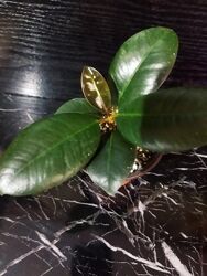 Фикус эластика  Абиджан 