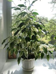 Фикус Эльдорадо укоренённые верхушки 