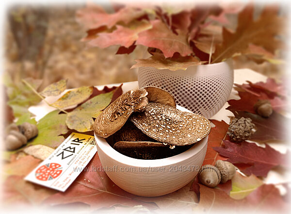 Мухомор ПАНТЕРНИЙ Amanita Pantherina, сушені КАПЕЛЮШКИ, сезон 2025