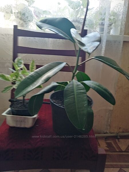 Комнатные цветы