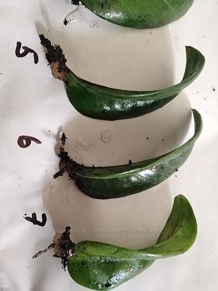 Замиакулькас Зензи