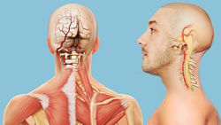 Алихан Джиоев  Шея Нейроцентрический подход