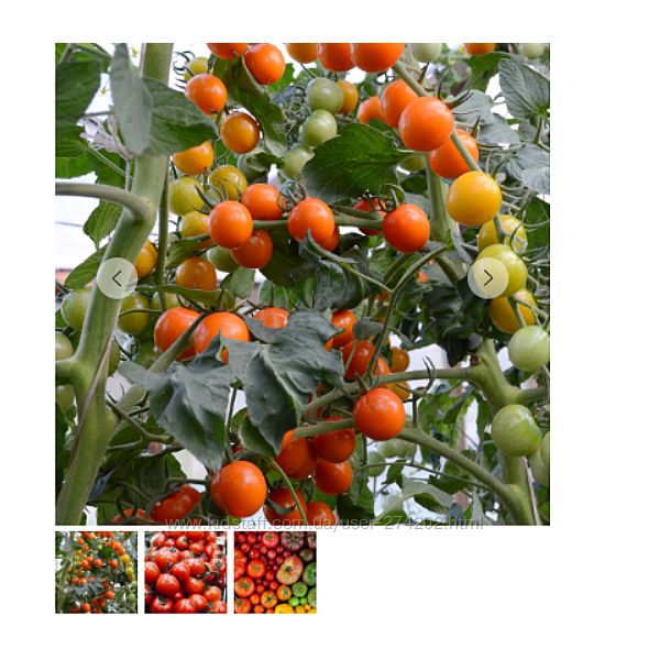 Мир томатов Полный комплект Кристианна Виниченко