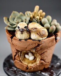 Торт в горшке с суккулентами MARIA MAGRAT