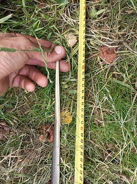 Полоз лесной для террариума змея, рептилия, 1,5 м.