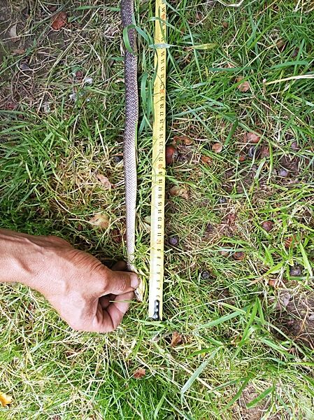 Полоз для террариума змея , рептилия, 83 см.