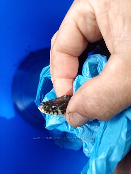 Рептилия уж хорошего качества после линьки.