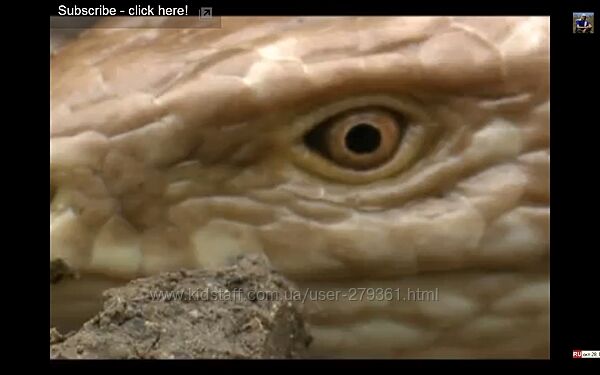 Ломкая веретеница, медяница, желтопузик, безногая ящерица.