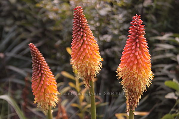 #2: Книфофия Alcazar